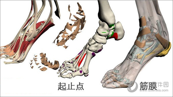 3DBody解剖电脑免费版